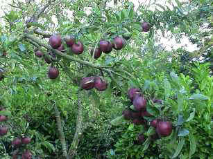 pomme02.jpg (23286 octets)